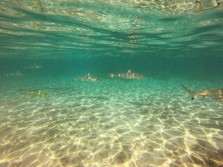 Fototapeta na wymiar Requins pointes noires à Taha'a, Polynésie française