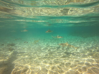 Fototapeta premium Requins pointes noires, lagon de Taha'a, Polynésie française