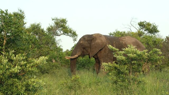 An Elephant Bull Eating Green Plants In Sabi Sands Game Reserve, South Africa - wide shot