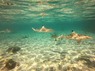 Obraz premium Requins pointes noires, lagon de Taha'a, Polynésie française