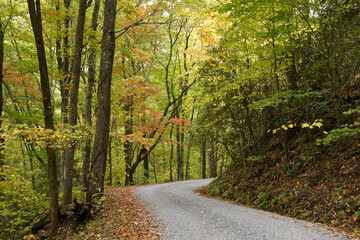 Autumn foliage along Rich Mountain Road out of Cades Cove, Great Smoky Mountains National Park, Tennessee