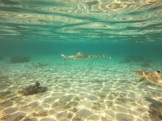 Requins pointes noires à Taha'a, Polynésie française