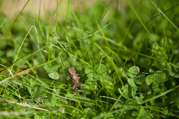 Small frog climbing through grass