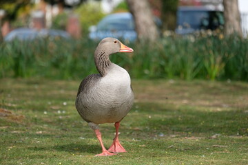 Standing goose