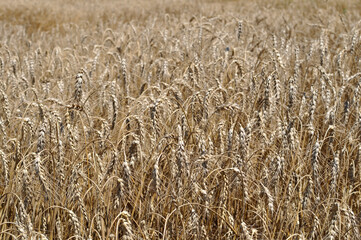 closeup of ripe wheat field ready for harvesting