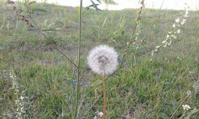 dandelion seed head