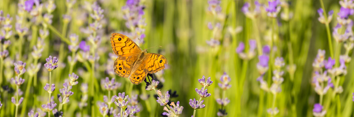 Butterfly in a lavender field in Provence, colorful background in spring

