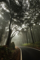 A estrada de nevoeiro
