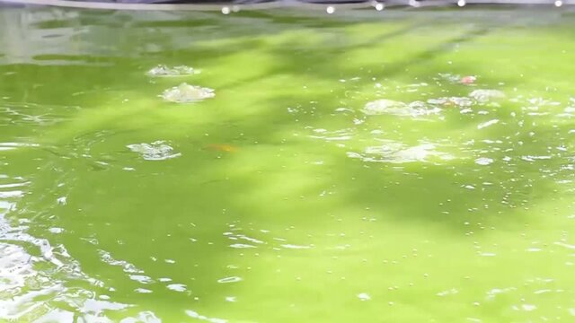 peces mojarra o tilapia roja siendo alimentadas en lago de crianza 