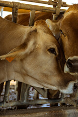Vacas de producción de leche en establecimiento rural en Italia