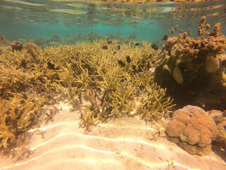 Jardin de corail de Taha'a, Polynésie française