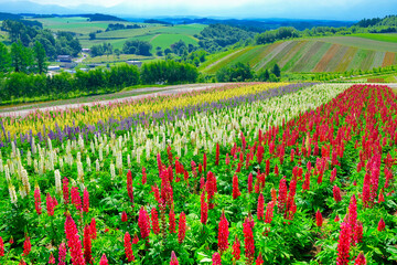 北海道の花畑