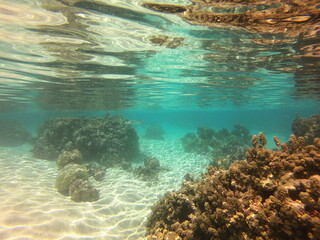 Jardin de corail de Taha'a, Polynésie française	