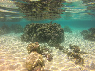 Jardin de corail de Taha'a, Polynésie française