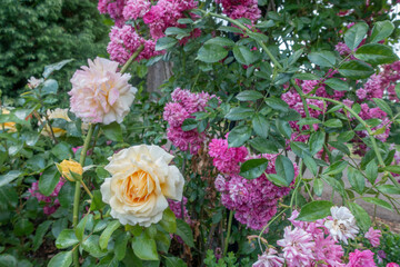 Portland international rose garden