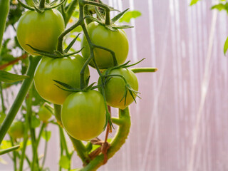 Selective focus on green tomato fruits on the branches in the greenhouse. Growing organic green vegetables in a home garden. Copy space