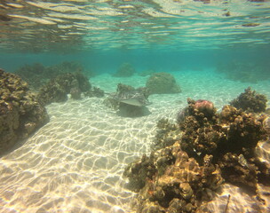 Raie pastenague, lagon de Taha'a, Polynésie française
