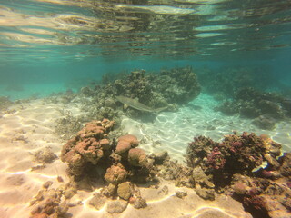 Naklejka na ściany i meble Requin de récif, jardin de corail de Taha'a, Polynésie française