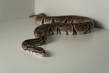Royal python snake on white background