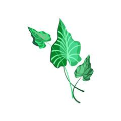 Green leaves of tropical plant illustration