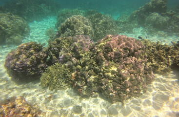 Naklejka na ściany i meble Récif de corail, lagon de Taha'a, Polynésie française