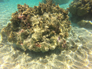 Patate de corail, lagon de Taha'a, Polynésie française