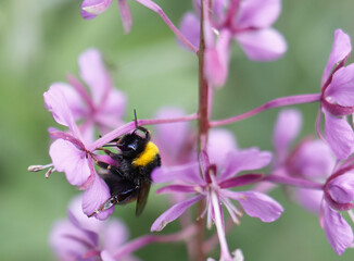 A large bumblebee on a pink flower collects nectar and pollen. Insects. Close up