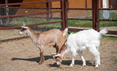 Two baby goats, white and brown, in a paddock on a livestock farm.