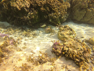 Jardin de corail de Taha'a, Polynésie française