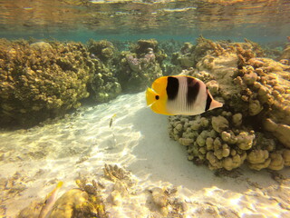 Poisson papillon, jardin de corail de Taha'a, Polynésie française © Atlantis