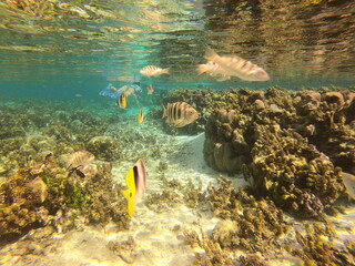 Jardin de corail de Taha'a, Polynésie française © Atlantis