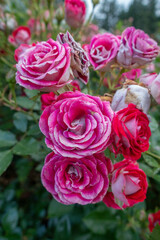 Portland international rose garden