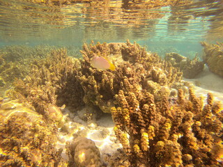 Naklejka na ściany i meble Jardin de corail de Taha'a, Polynésie française 
