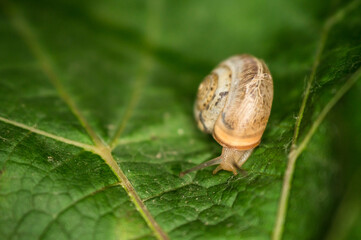 A snail creeps on a green and fresh leaf of grapes in the dark.