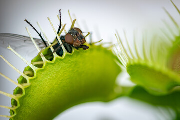 a close up photograph of a common green bottle fly insect caught inside a carnivorous venus fly...