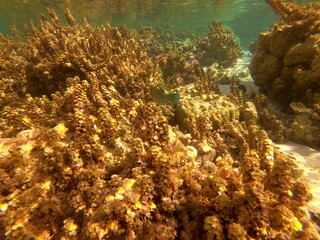 Jardin de corail de Taha'a, Polynésie française	