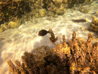 Jardin de corail de Taha'a, Polynésie française