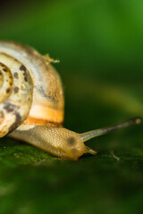 A snail creeps on a green and fresh leaf of grapes in the dark.