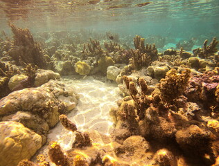 Fototapeta na wymiar Jardin de corail de Taha'a, Polynésie française