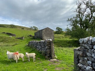 Sheep with lambs, next to a dry stone wall, in a large field, with an old barn and trees near...