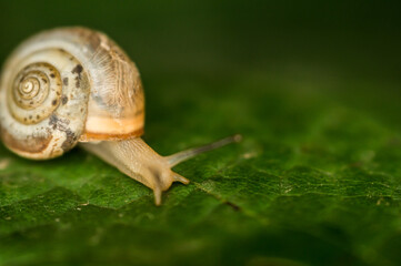 A snail creeps on a green and fresh leaf of grapes in the dark.