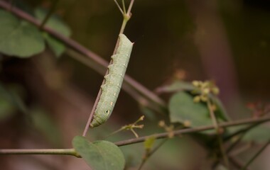 Closeup of Caterpillar Holding a Creeper with Copy Space
