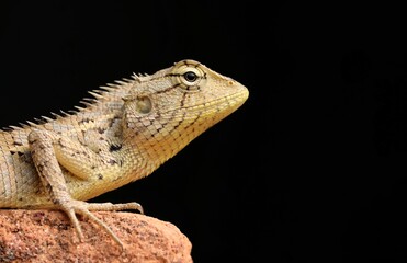 Closeup of Oriental Garden Lizard in Black Background with Copy Space, Perfect for Wallpaper