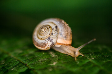 A snail creeps on a green and fresh leaf of grapes in the dark.