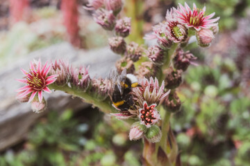Bumblebee collecting nectar from exotic flower