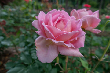 Portland international rose garden