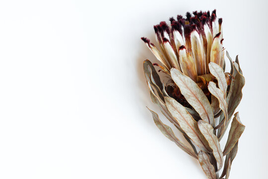 Sugarbush/Protea flower on white background 