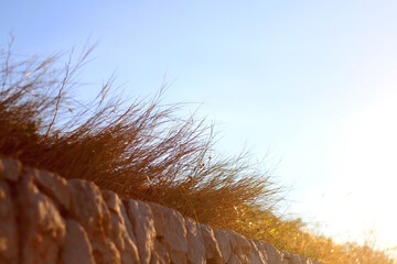 Dry grass and bright blue sky. Selective focus.