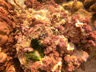 Fototapeta na wymiar Bénitier du jardin de corail de Taha'a, Polynésie française 