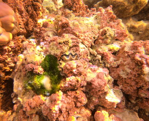 Bénitier du jardin de corail de Taha'a, Polynésie française